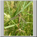Tipula paludosa - Wiesenschnake 01.jpg